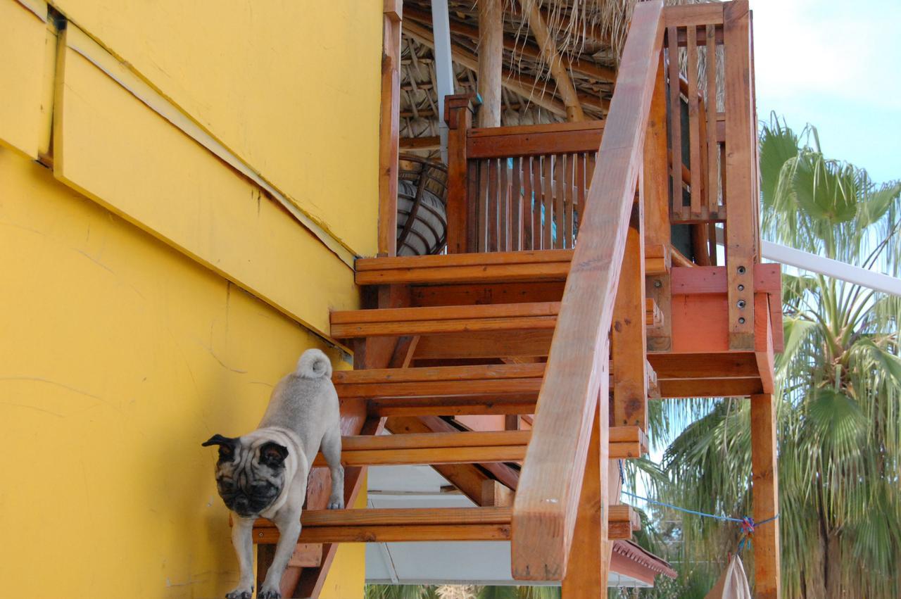 Pensión Leo's Baja Oasis 3*