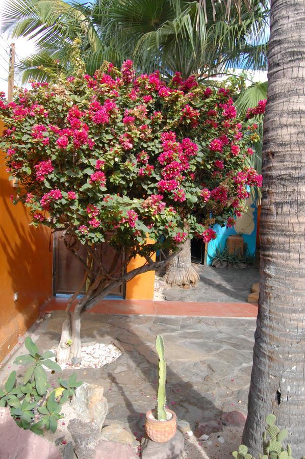 Pensión Leo's Baja Oasis